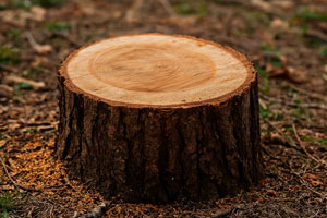 Stump Grinding or Removal